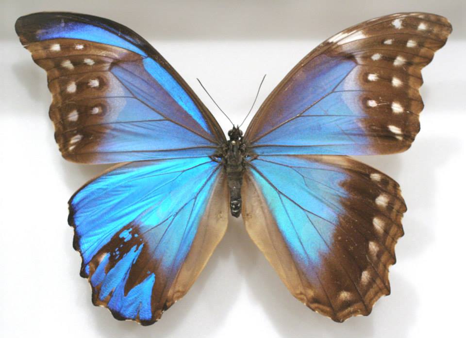 Morpho didius (mosaic gynandromorph 001) Internet Image property of respective owner, non-commercial use only